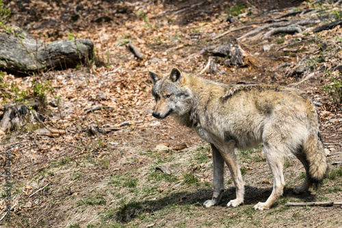 The wolf lurks on prey  looking from the front. European wolf  Europaeischer Wolf  Canis lupus  wolf  CZECH REPUBLIC