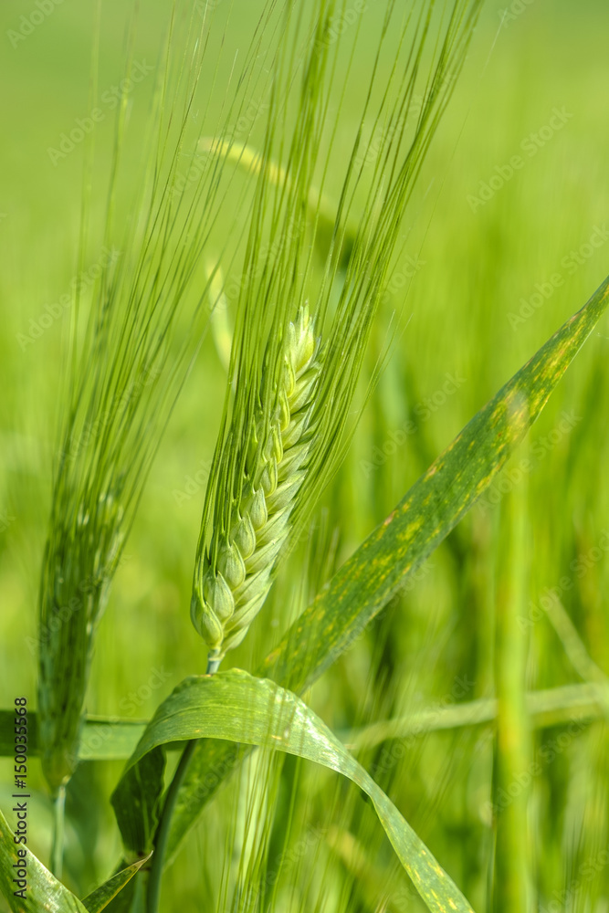 Wheat in a field in the italian countryside Wheat in a field in the italian countryside