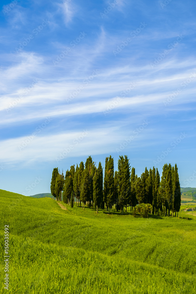 cypresses in the landscape of Tuscany Italy