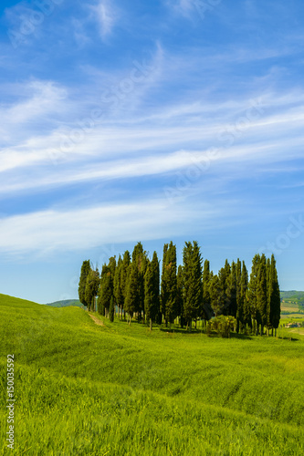 cypresses in the landscape of Tuscany Italy