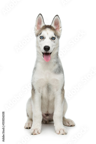 Cute husky puppy dog