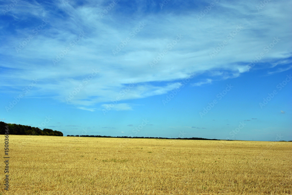 Field with ripe wheat, cloudy sky, Ukraine