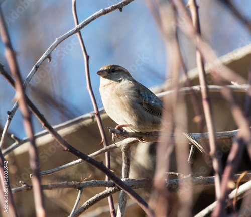 sparrow bird on a tree