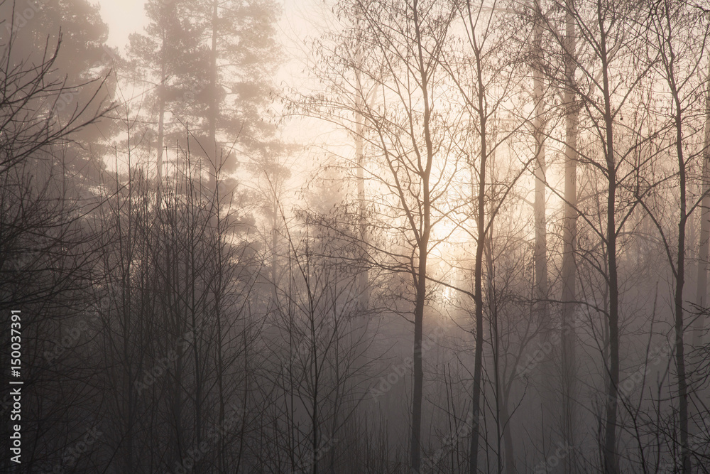 Bare trees in misty forest Bare trees in misty forest