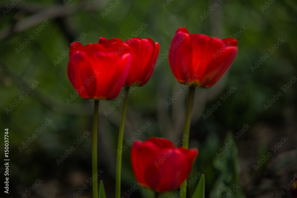 very nice colorful flower garden in spring very nice colorful flower garden in spring