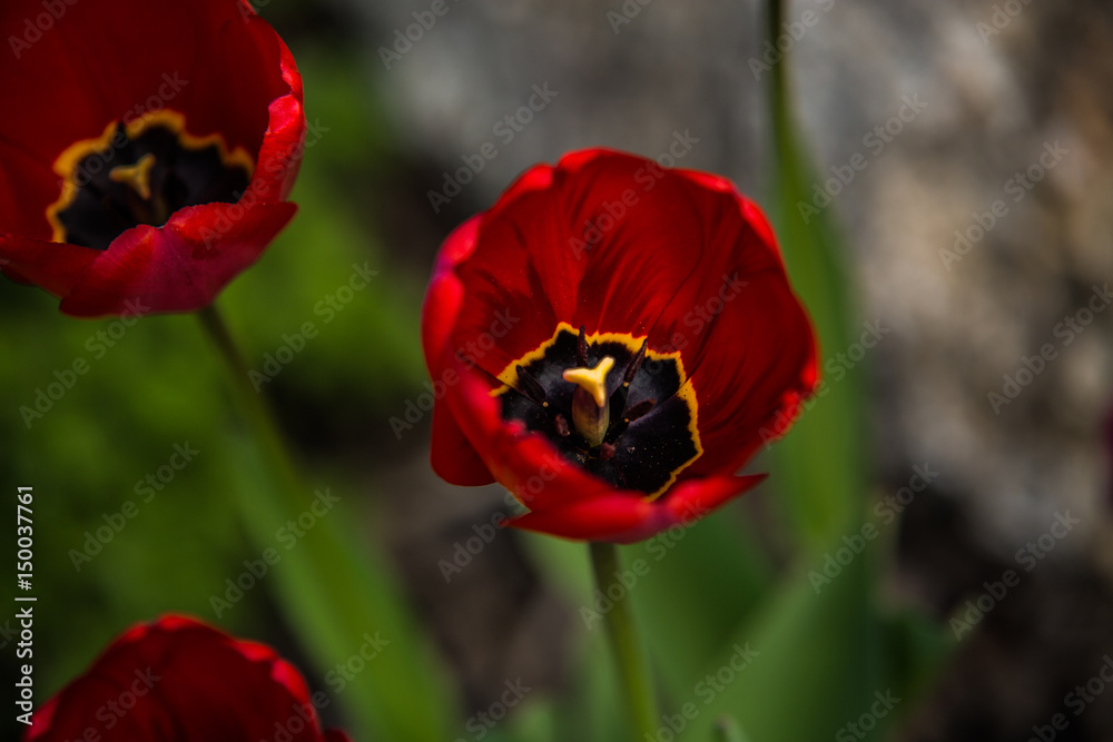very nice colorful flower garden in spring very nice colorful flower garden in spring