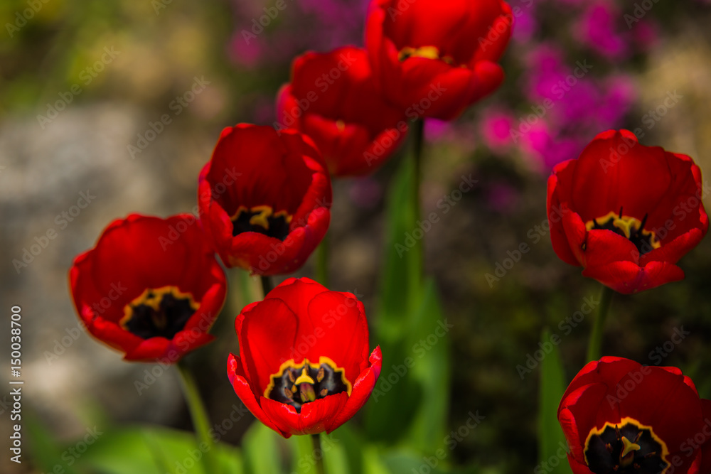 very nice colorful flower garden in spring very nice colorful flower garden in spring