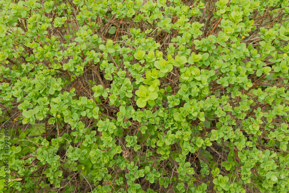 Green leaves on a bush in a bright sunny day Green leaves on a bush in a bright sunny day