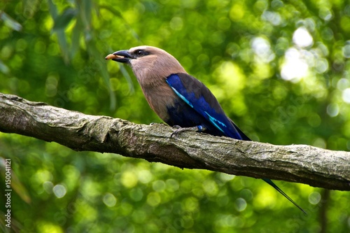 blue-bellied roller (Coracias cyanogaster) with a worm in its beak. photo