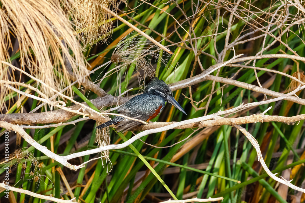 Black kingfisher in ambush.  Naivasha, Kenya