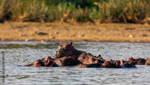 Naivasha hippos. Alpha male and family. Kenya, Africa	