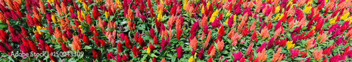 Photography More colorful Celosia