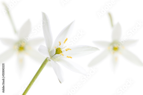 Flowers snowdrops on a white background
