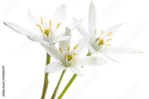 Fototapeta Naklejka Na Ścianę i Meble -  Flowers snowdrops on a white background