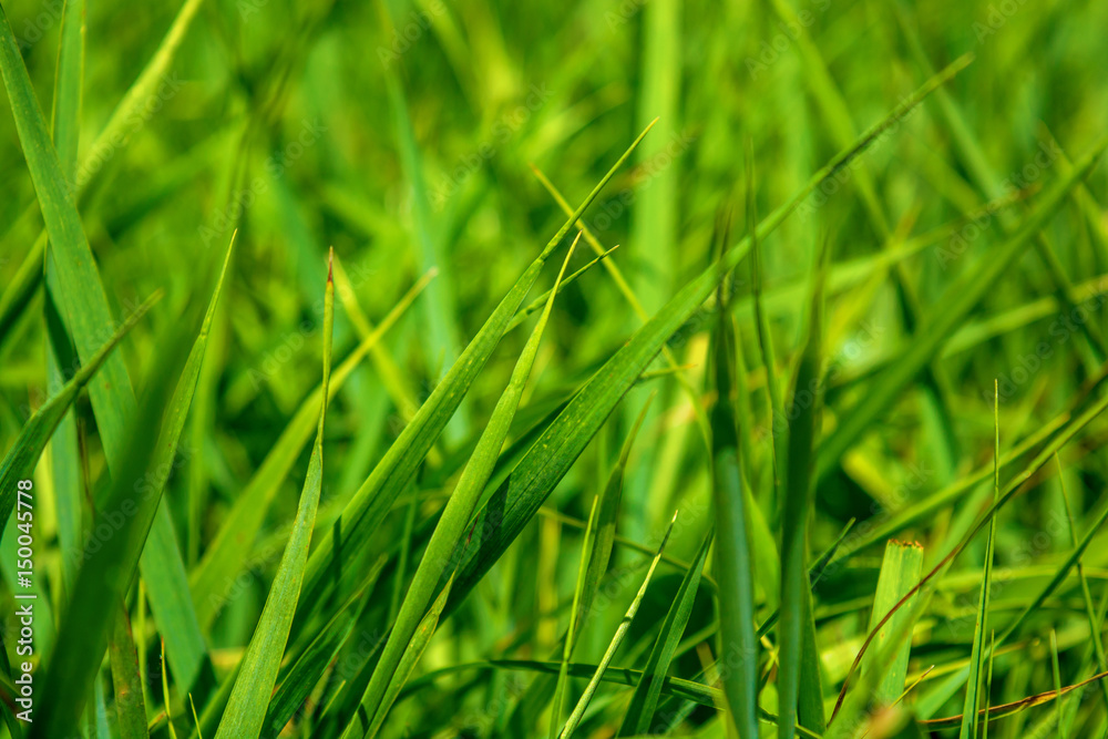Obraz premium Photo of green grass at summer day