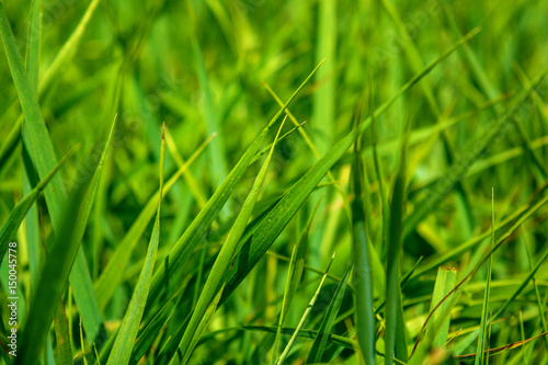 Photo of green grass at summer day