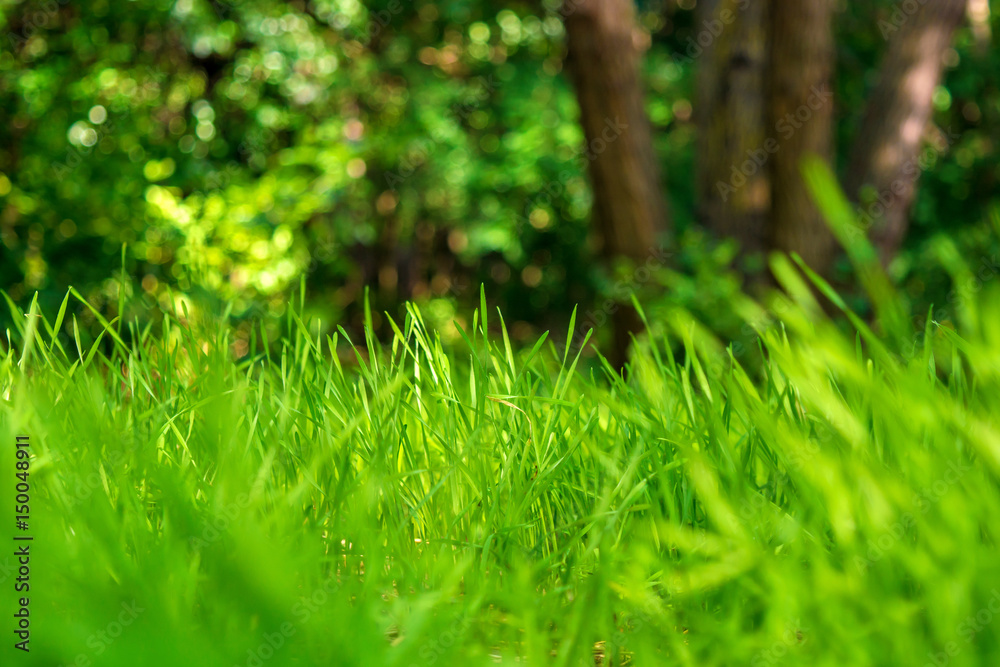 Photo of green grass on the trees background