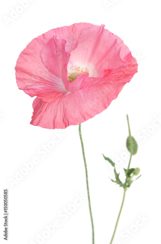 Fototapeta Naklejka Na Ścianę i Meble -  beautiful single pink poppy isolated on white