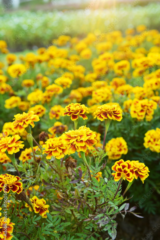 yellow marigold in the garden yellow marigold in the garden