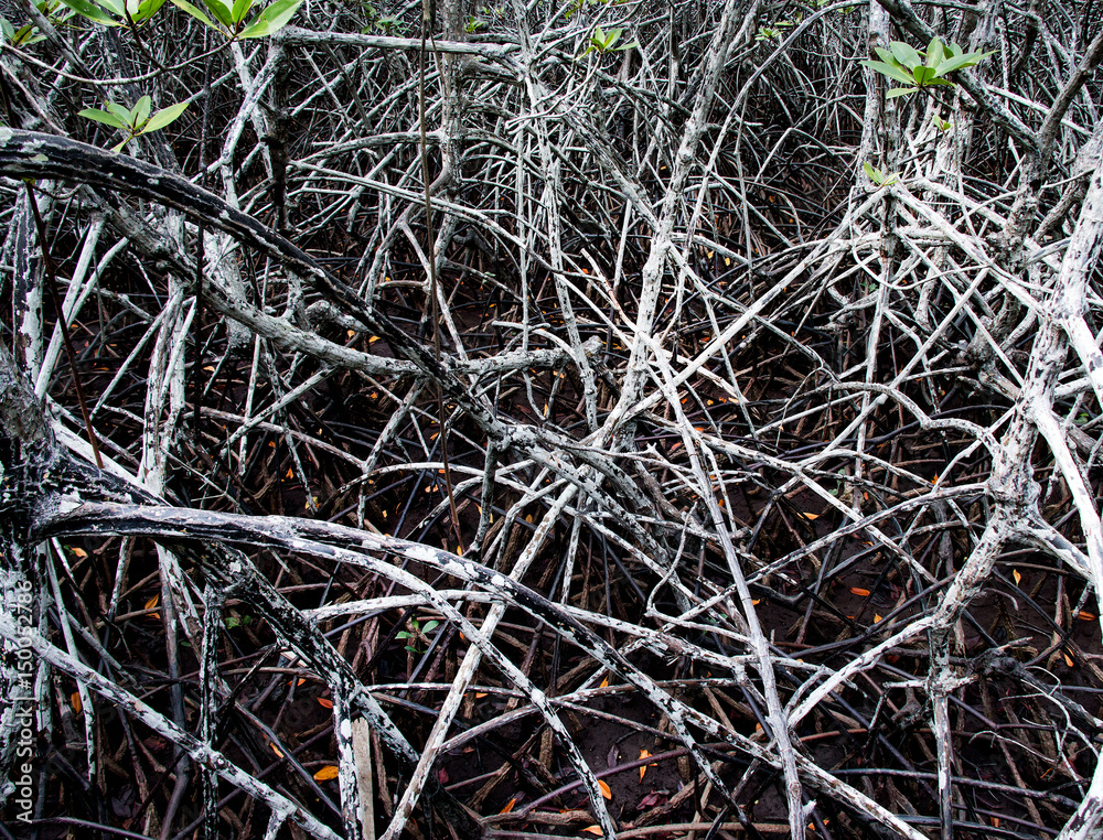 Mangrove forest at low tide time Mangrove forest at low tide time
