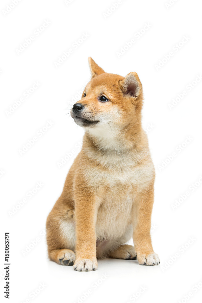 Beautiful shiba inu puppy isolated on white