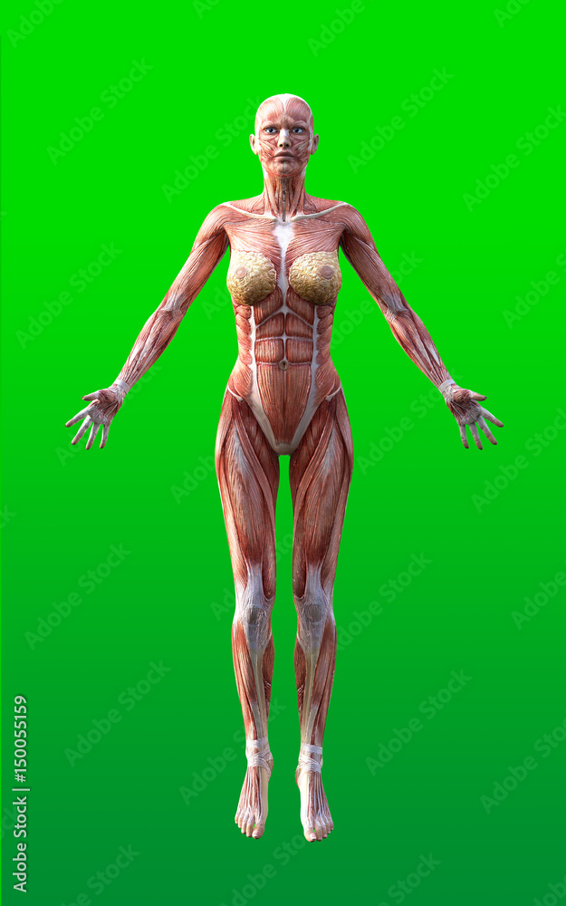 3D render of female figures pose with skin and muscle map on green background isolate, 3d illustration