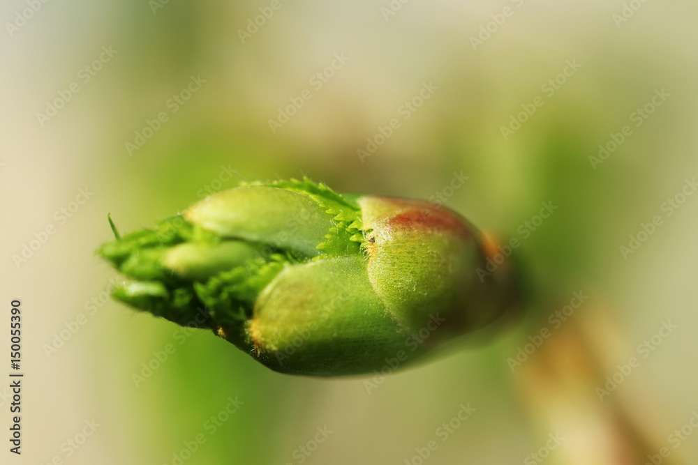 Dissolve kidney pears. Spring in the garden Dissolve kidney pears. Spring in the garden