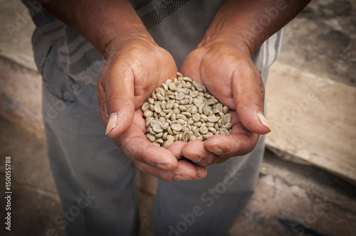 Harvesting coffee beans