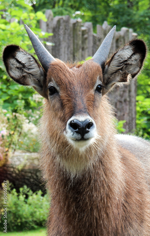 Japanese Serau (goat) (Capricornis crispus)