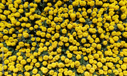 Yellow marigold photo