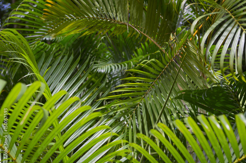 Tropical background of green fronds of jungle palm plants