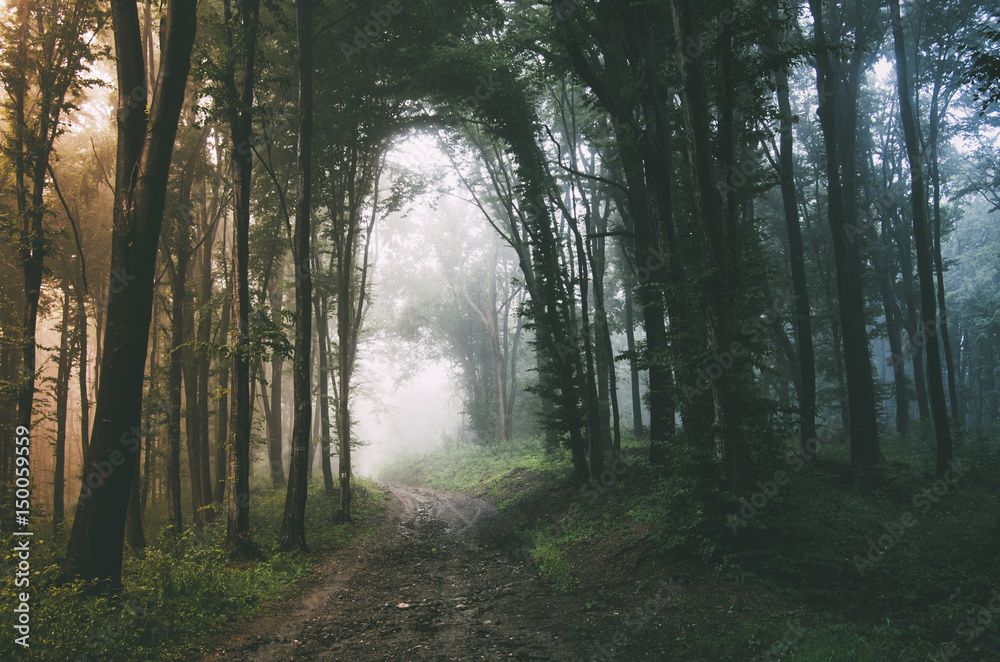 fantasy forest background with road in fog Stock Photo | Adobe Stock