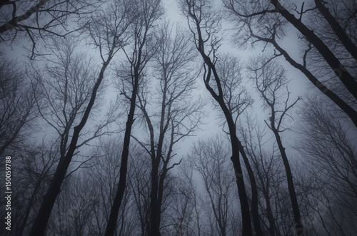 dark forest landscape with trees silhouette against the sky