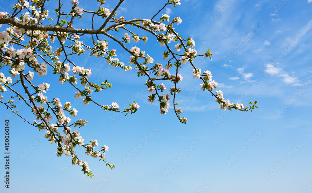 Apple tree branch isolated on blue sky background. Apple tree branch isolated on blue sky background.
