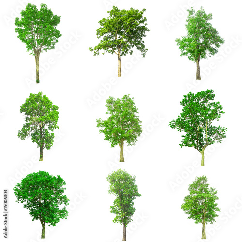 isolated tree on white background,collections tree isolated,tree oject