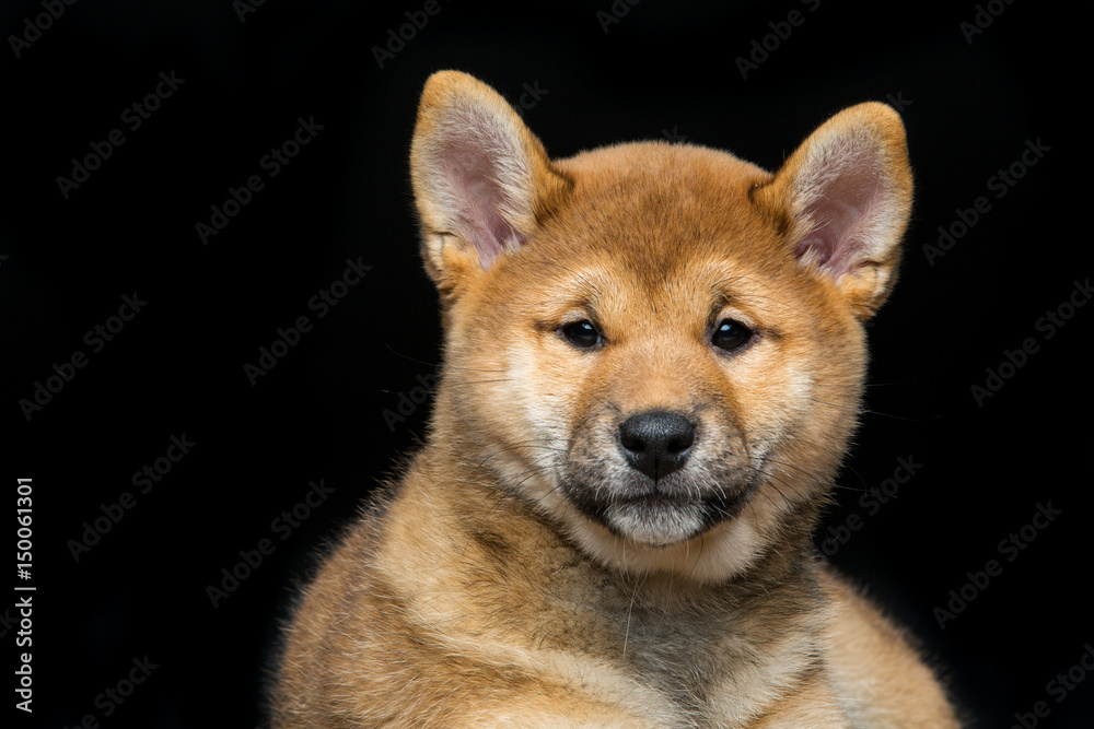 Beautiful shiba inu puppy 