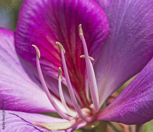 Fototapeta Naklejka Na Ścianę i Meble -  Closeup of a purple geranium flower in ornamental garden