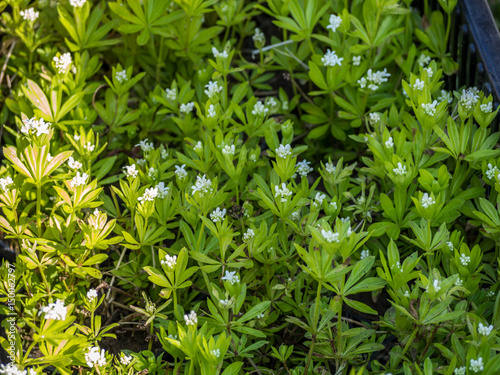 Waldmeister (Galium odoratum)