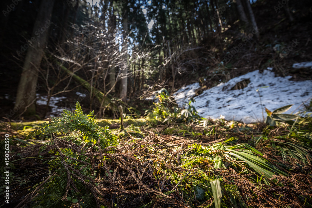 Islands of snow in green forest illuminated with sun Islands of snow in green forest illuminated with sun