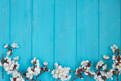 Apricot blossom branches on bright turquoise background, free space for advertisement or text