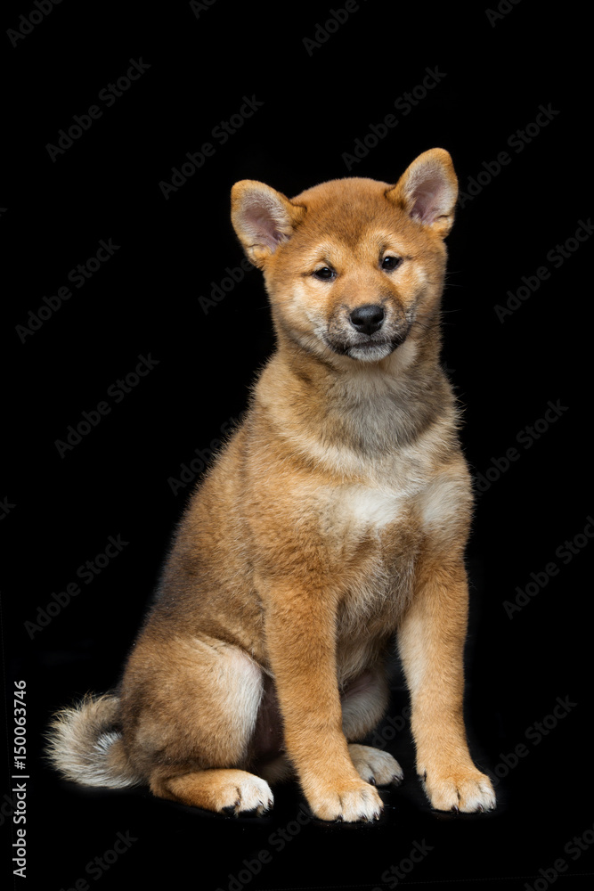 Beautiful shiba inu puppy 