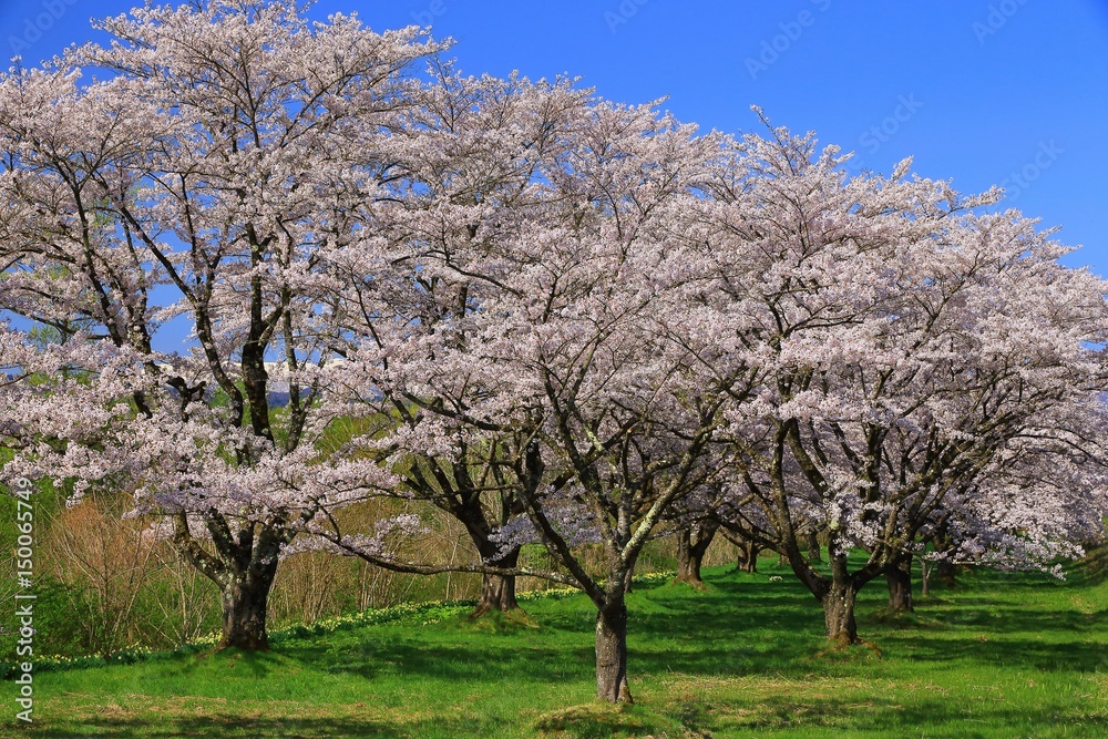 雫石園地の桜並木