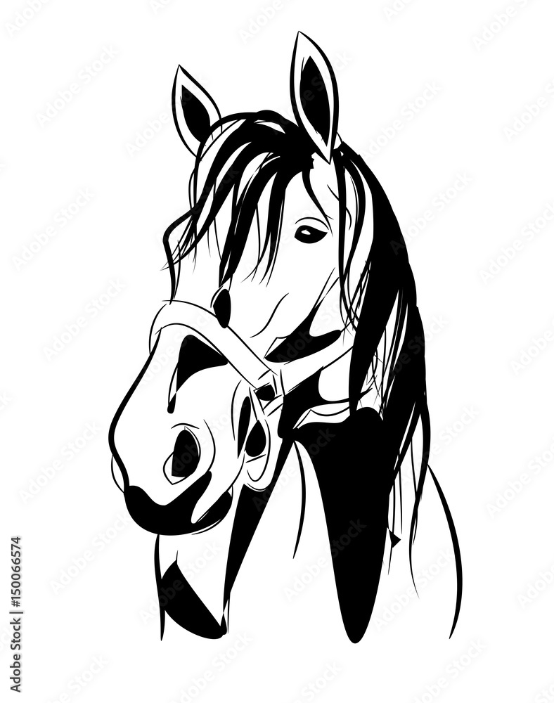 Horse head illustration