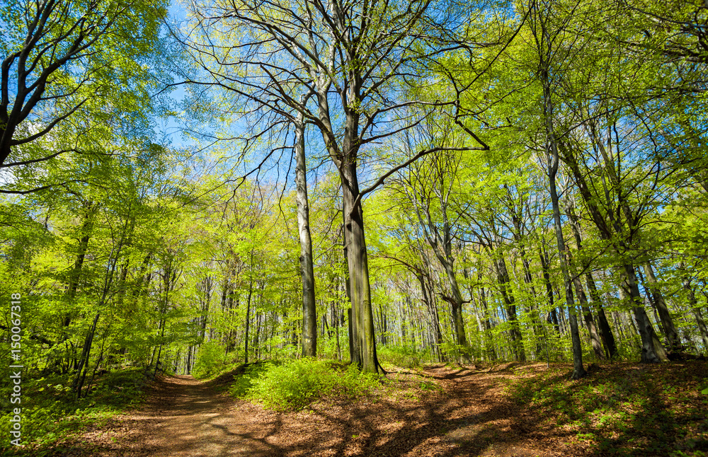 Obraz premium Landscape of spring forest or park sunny day
