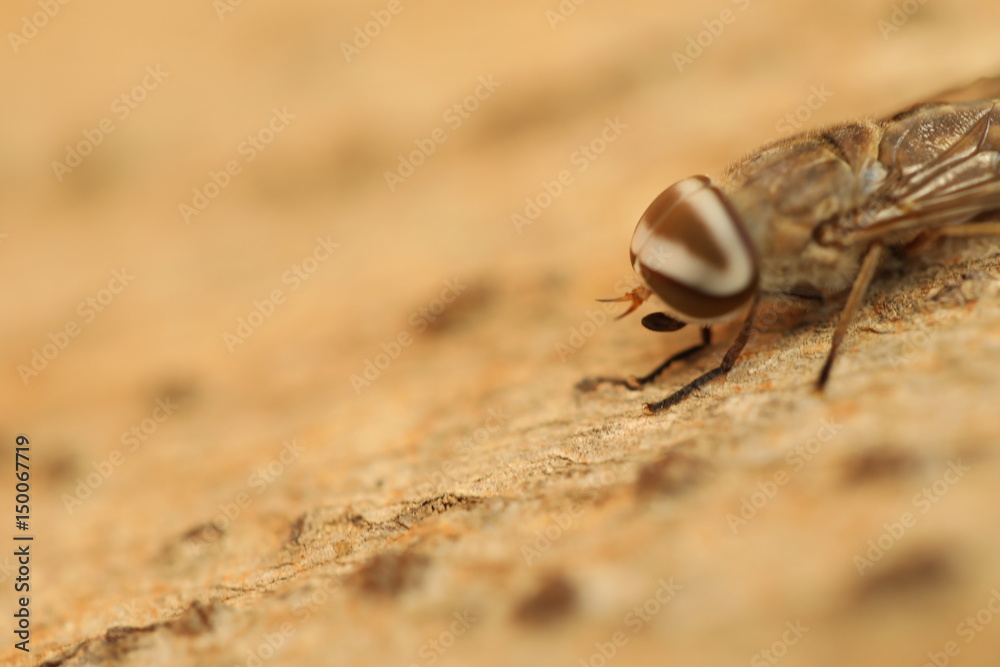 Macro shot of the Fly