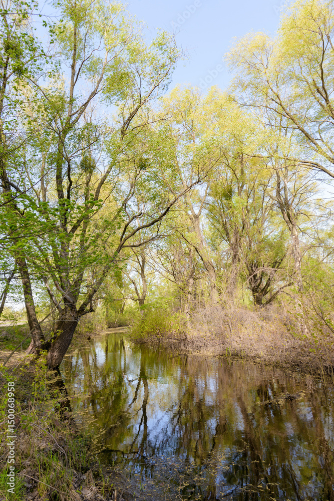 Nice and quiet spring day close to the Dnieper river. Young green leaves are growing on the trees under a tepid sun