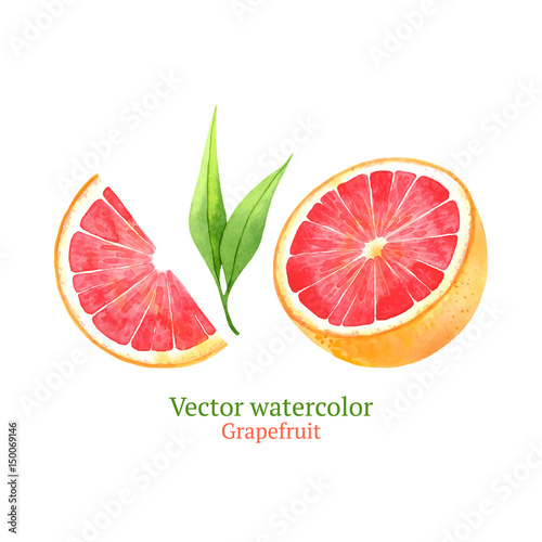 Watercolor vector grapefruit