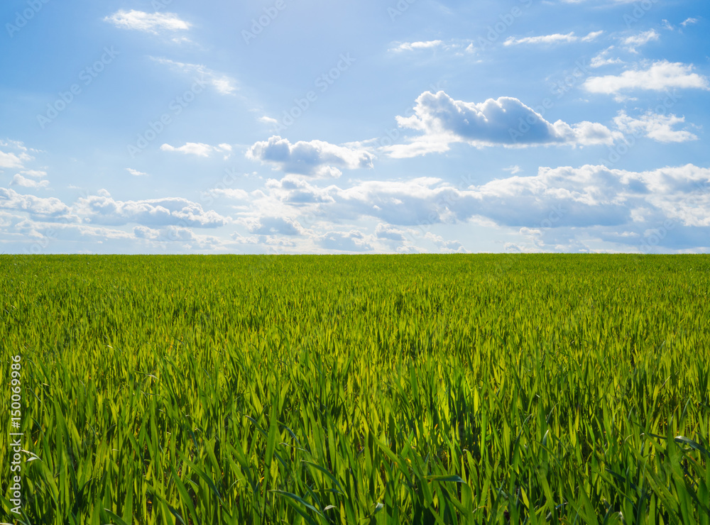 junge Getreide Pflanzen auf einem Feld mit blauem Himmel im Frühling