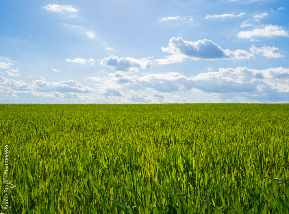 junge Getreide Pflanzen auf einem Feld mit blauem Himmel im Frühling junge Getreide Pflanzen auf einem Feld mit blauem Himmel im Frühling