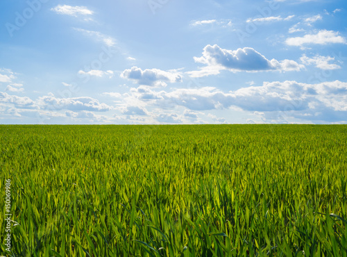 junge Getreide Pflanzen auf einem Feld mit blauem Himmel im Fr  hling